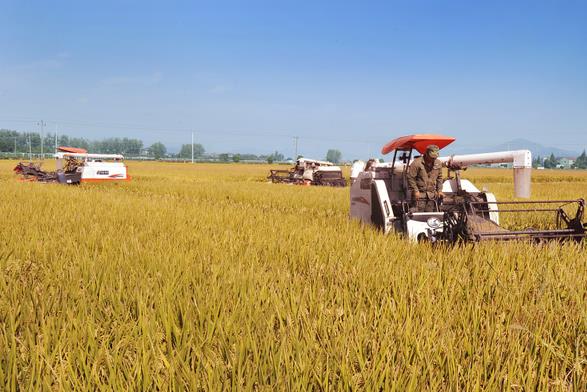农业农村部部署了“双抢”早稻机收降损工作
